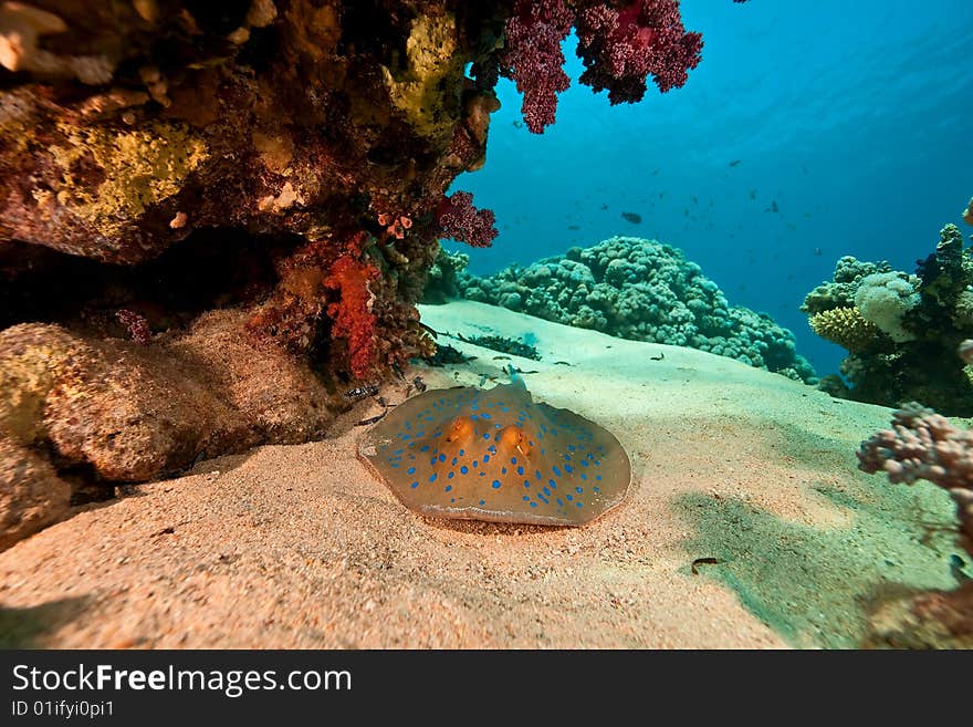 Coral, ocean and bluespotted stingray (taeniura lymma) taken in the red sea.