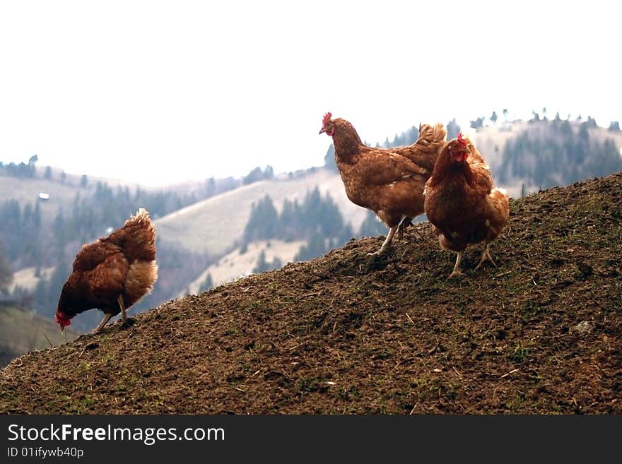 Three red chicken taking a walk on a hill and looking for handsome and spurred cock.