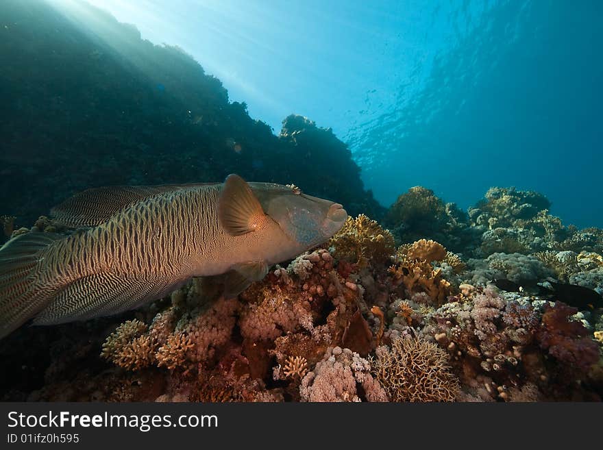 Coral, ocean and Napoleon wrasse taken in the red sea.