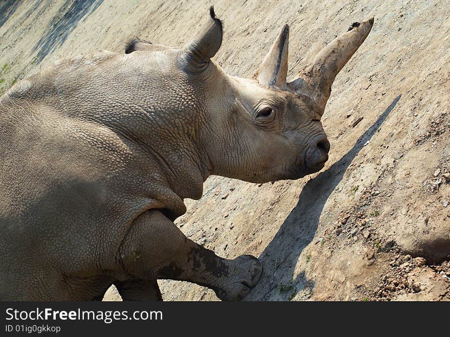 Two-horned rhinoceros at Zoo Dvur Kralove in Eastern Bohemia, Czech Republic. Two-horned rhinoceros at Zoo Dvur Kralove in Eastern Bohemia, Czech Republic