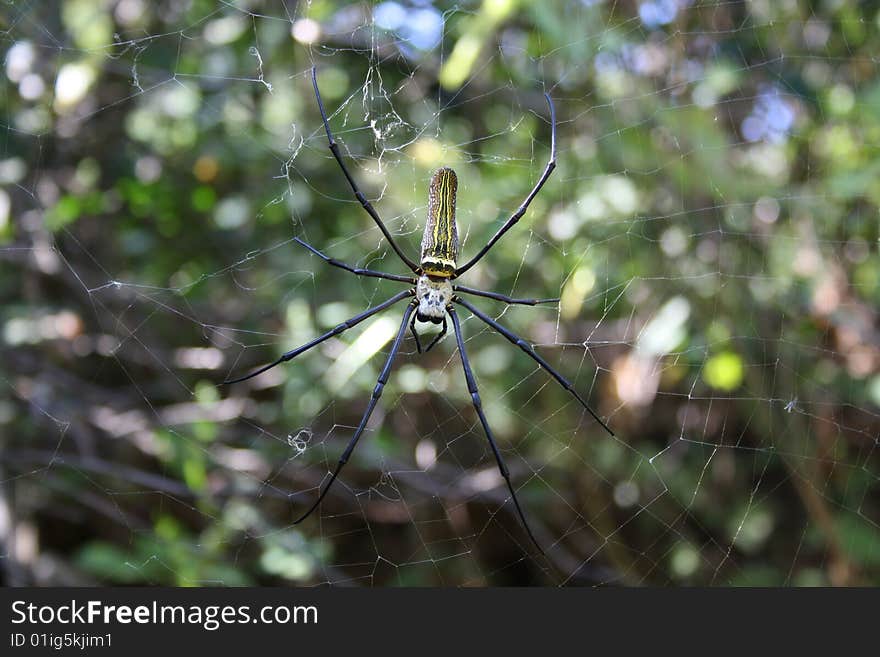 A Large-sized Spider Waiting for the Prey. A Large-sized Spider Waiting for the Prey