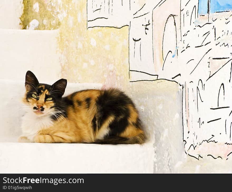 A Greek cat rests on steps on the island of Ios, Cyclades, Greece. A Greek cat rests on steps on the island of Ios, Cyclades, Greece