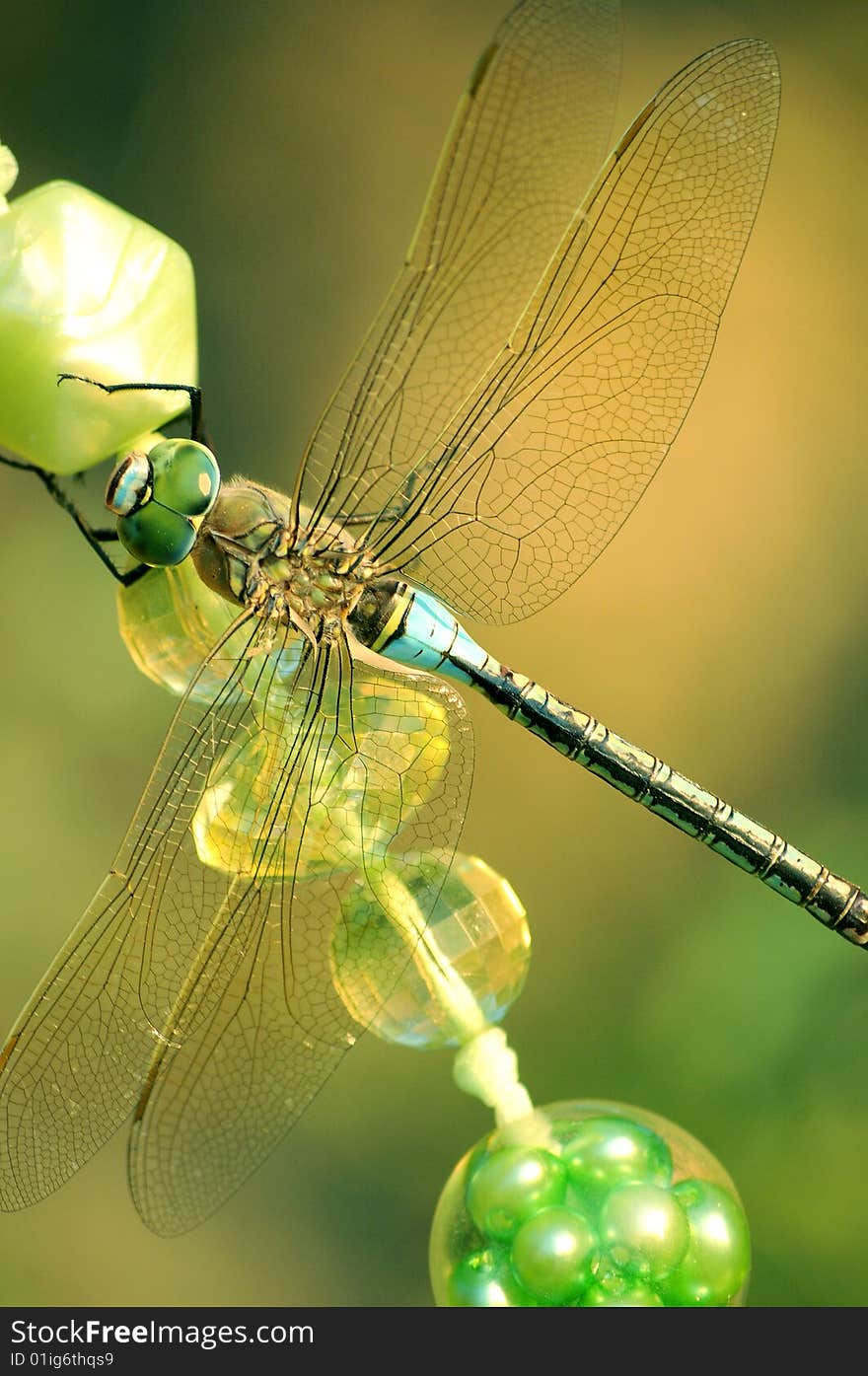 Green dragonfly sitting on the green deads at the green background