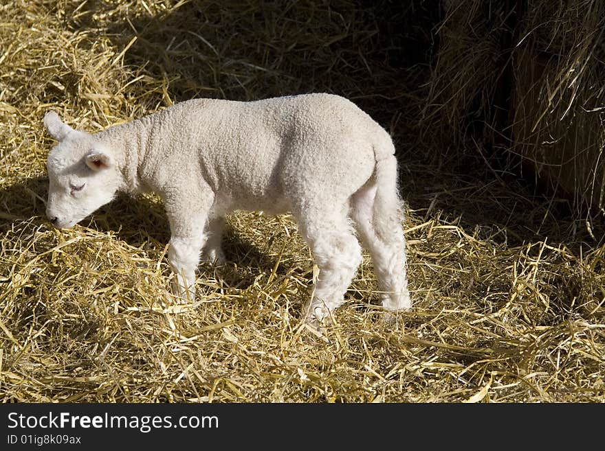 Spring Lamb