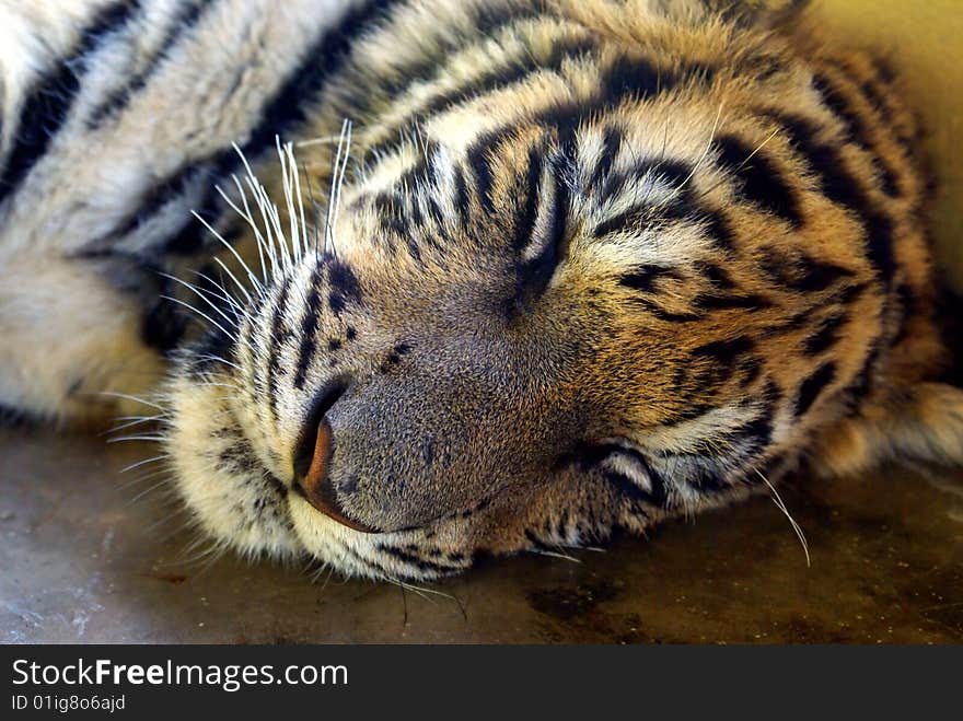 Face detail of young tiger with closed eyes. Face detail of young tiger with closed eyes