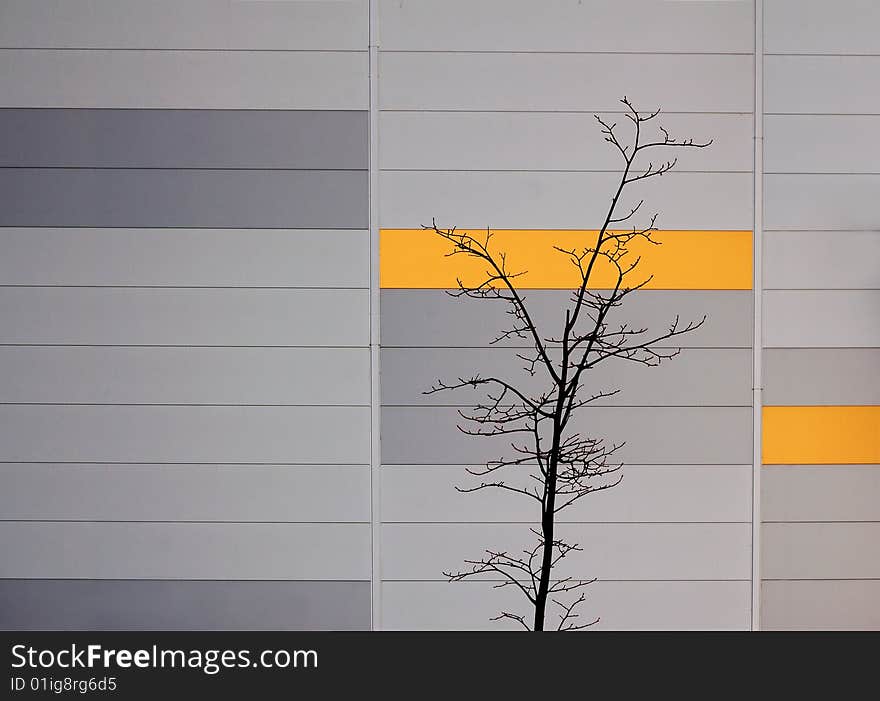 Tree before facade of modern building in Riga, Latvia. Tree before facade of modern building in Riga, Latvia.