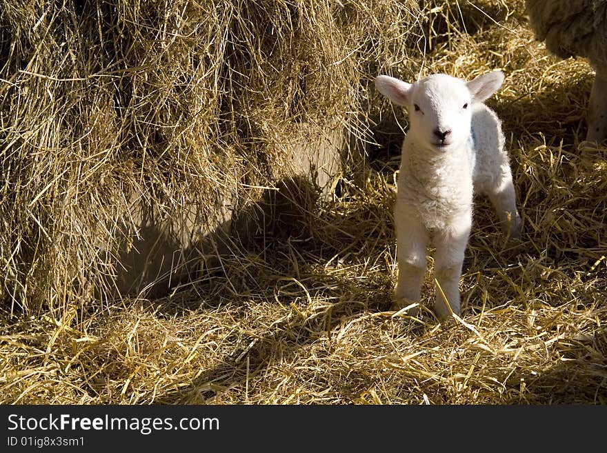 Spring Lamb