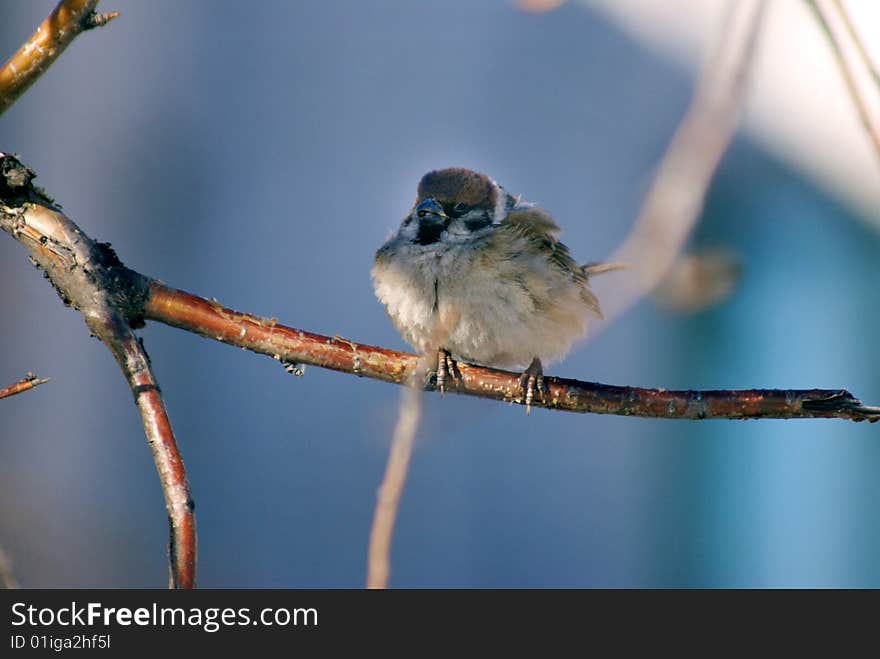 Sparrow on a branch