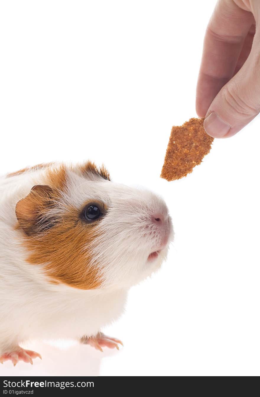 Guinea pig on a white background