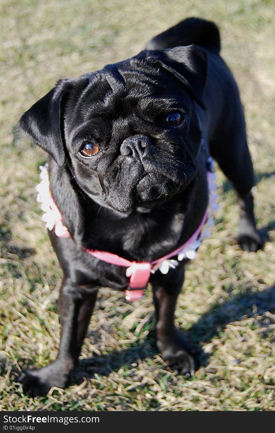 A little black dog (pug) watches the camera with interest. A little black dog (pug) watches the camera with interest.