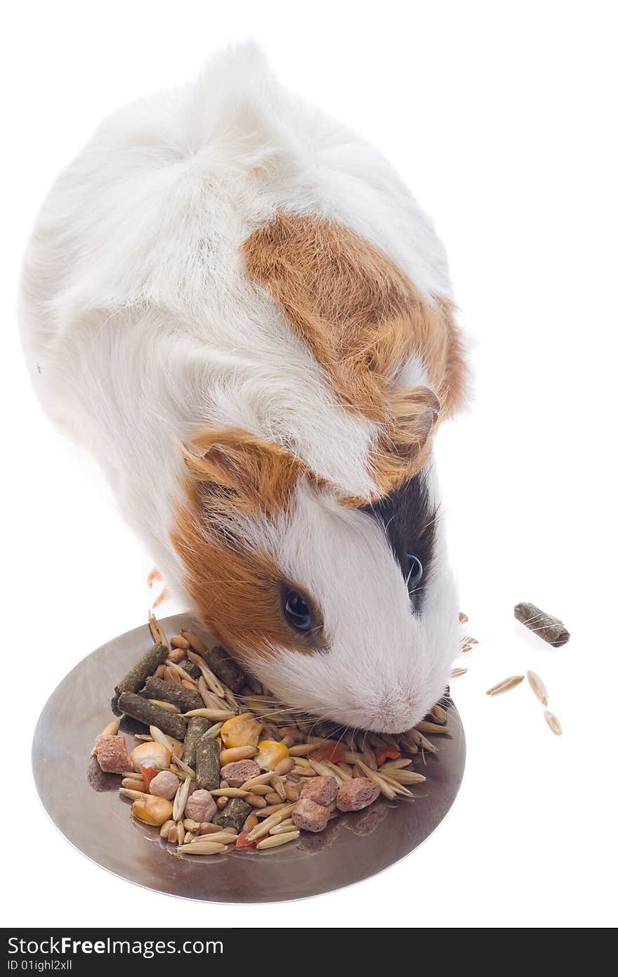 Guinea pig on a white background