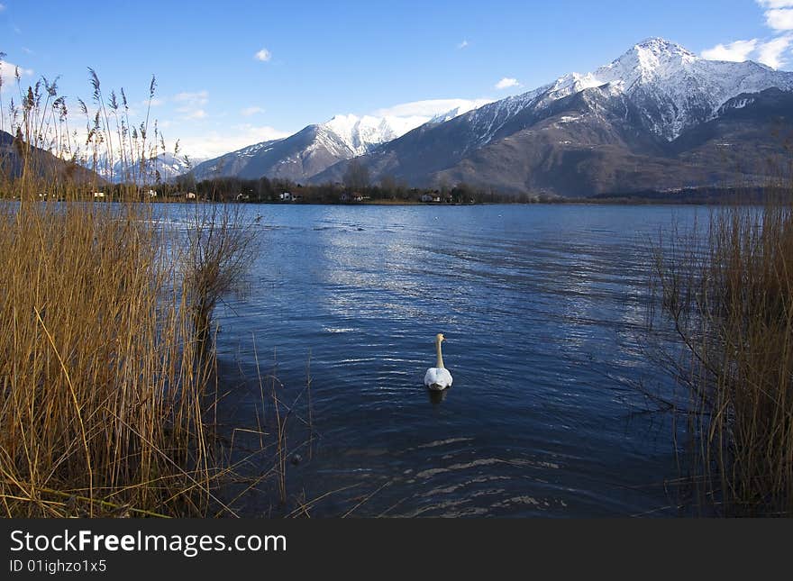 swan with reeds and mountains. swan with reeds and mountains