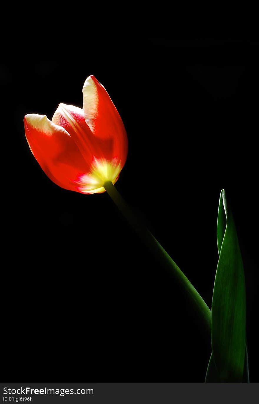 Tulip