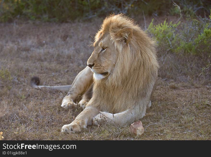 A rare blonde male lion rests in the evening light. A rare blonde male lion rests in the evening light