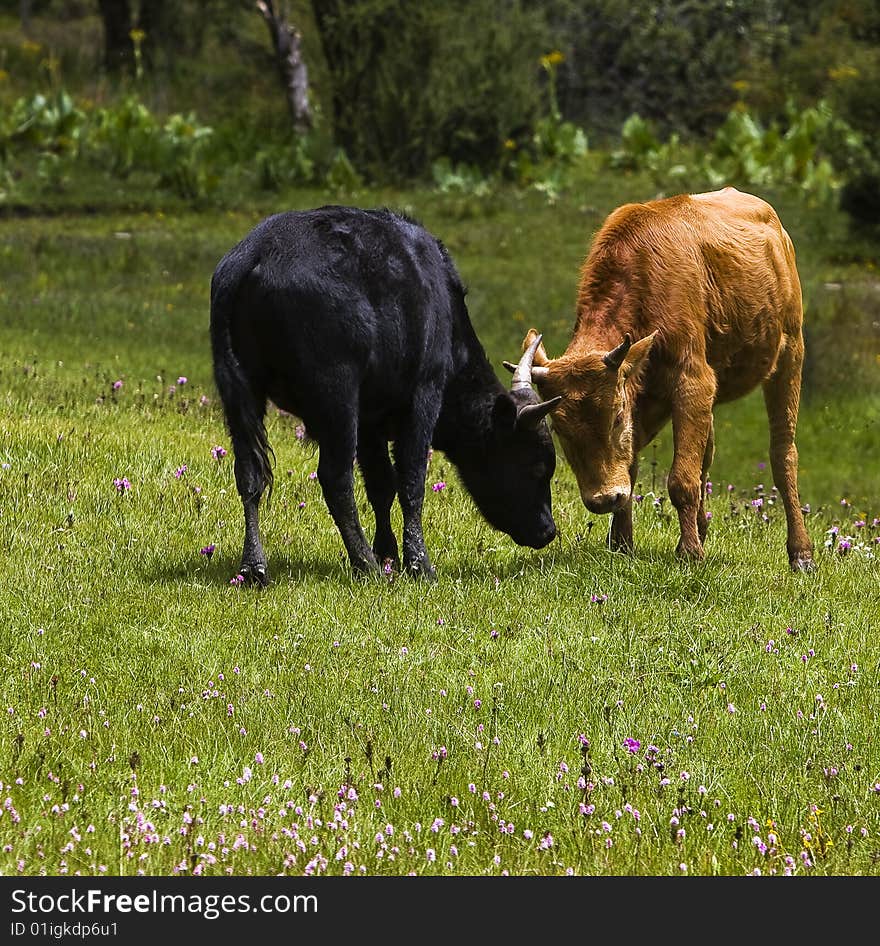 Cow in the grass on two fights together. Cow in the grass on two fights together