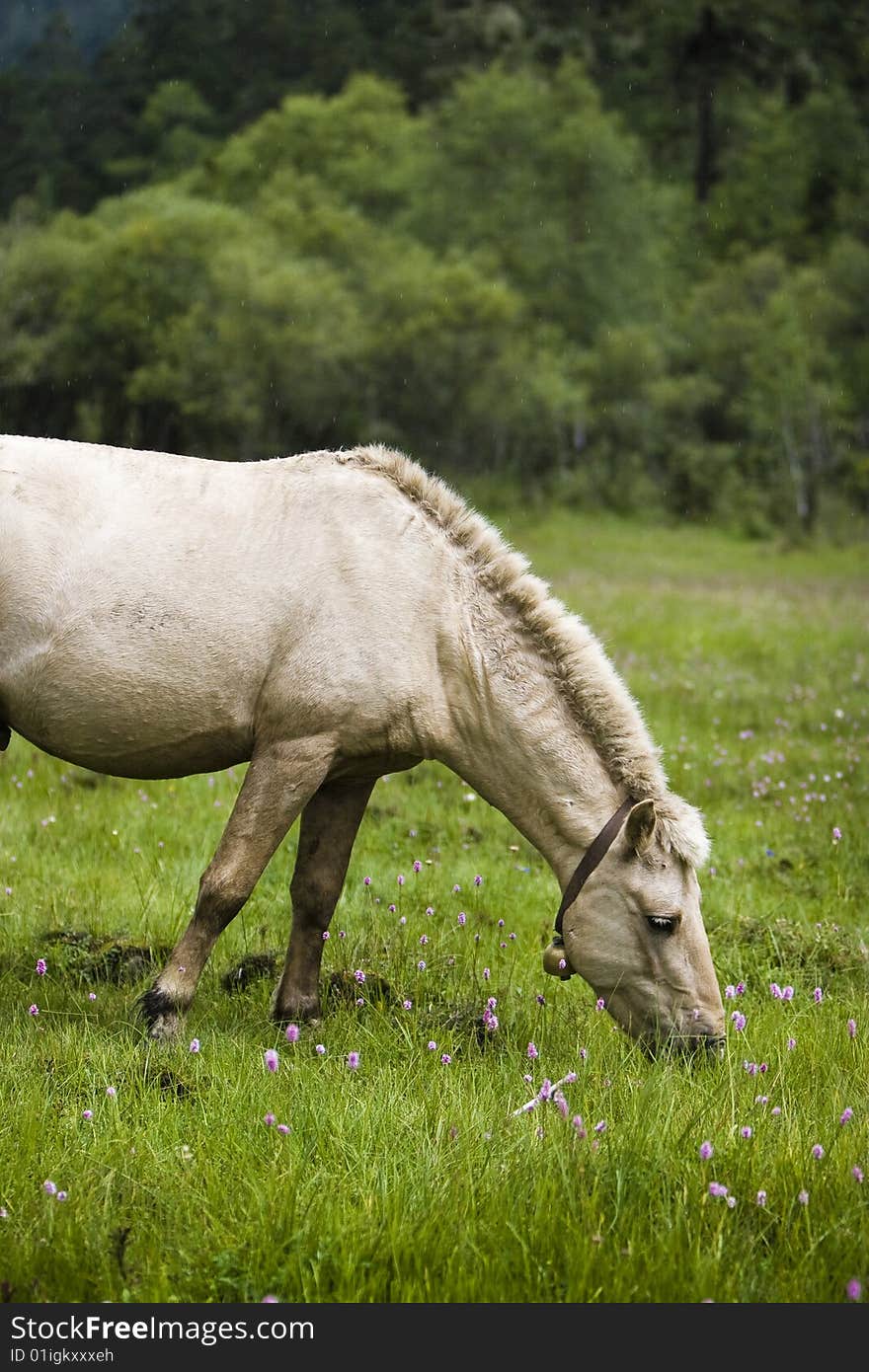 A horse is eat grass