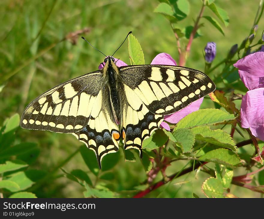 The machaon butterfly on a flower.