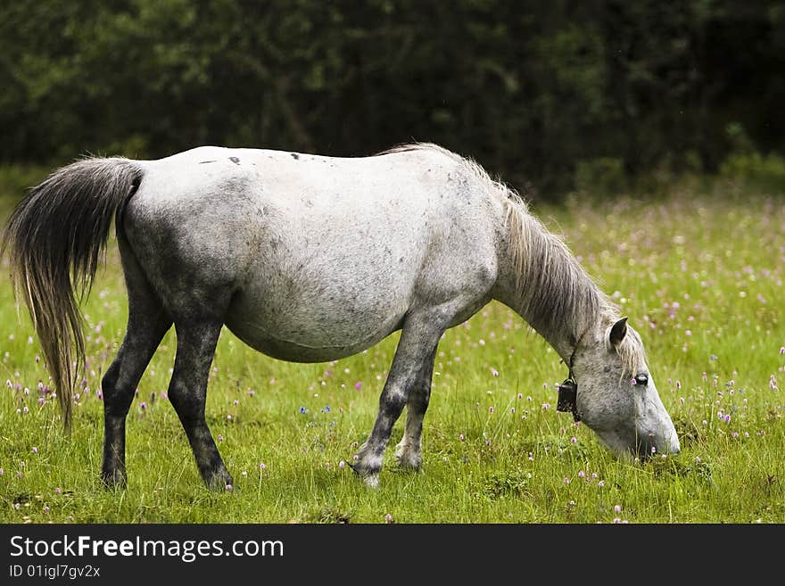 A horse is eat grass