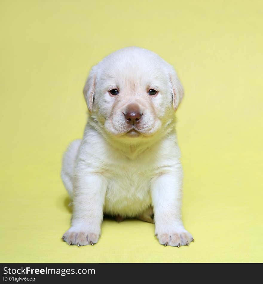 Labrador Retriever Cream sitting on Yellow Background