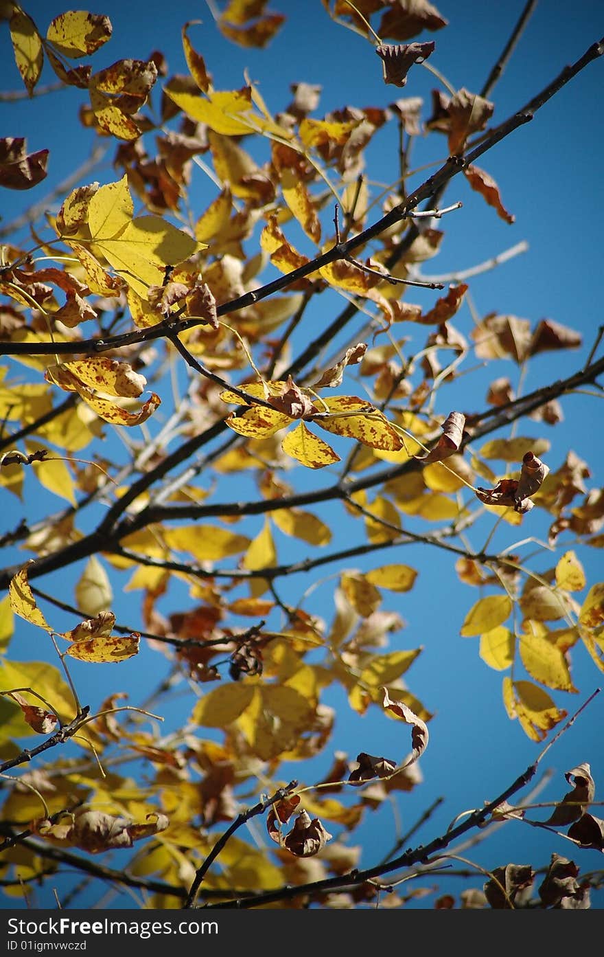 Leafs In Fall