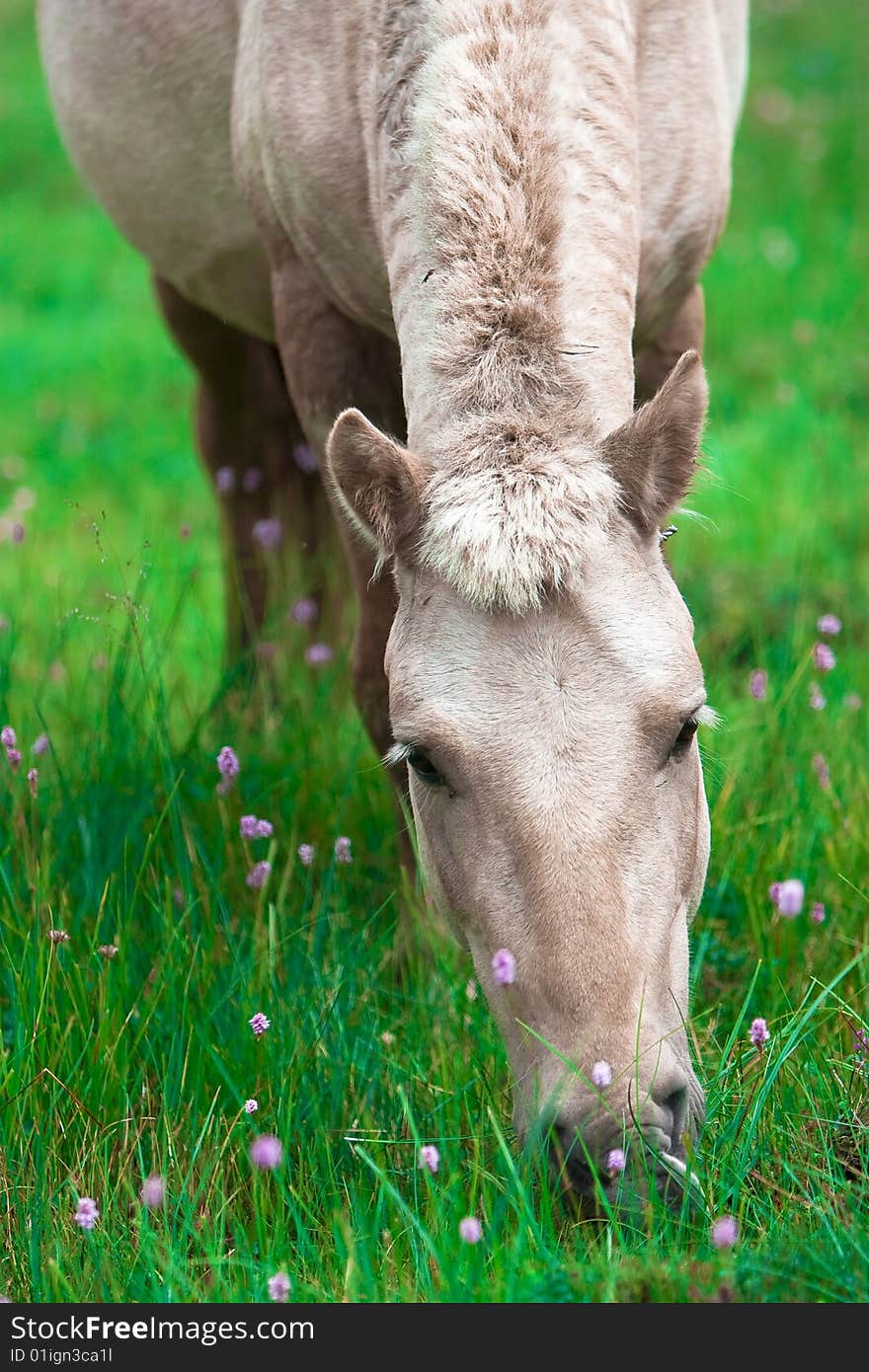 Horse