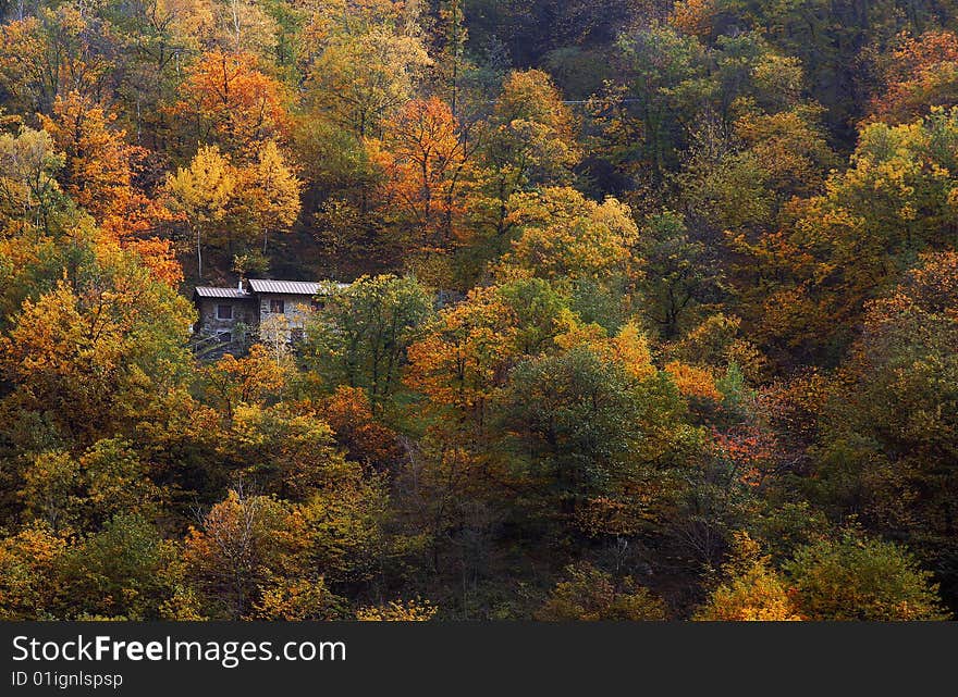 Autumn forest with old houses. Autumn forest with old houses