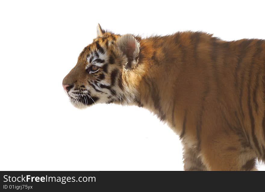 Young tiger cub