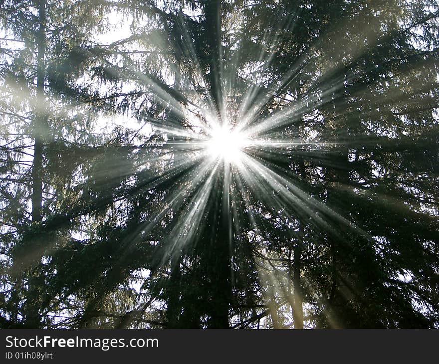 Green leaves background in sunny day. Green leaves background in sunny day