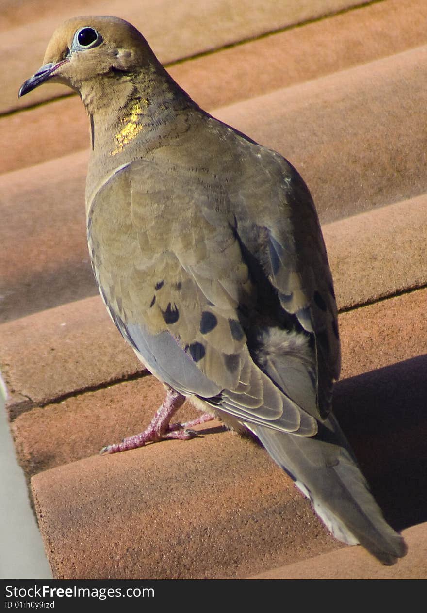 Bird only, posed not in flight, brown with black spots and yellow trace on neck. Bird only, posed not in flight, brown with black spots and yellow trace on neck.