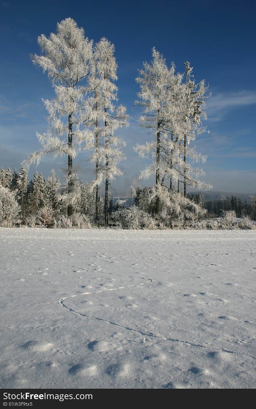 Frostbitten trees in winter landscape