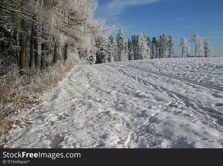 Winter landscape with frostbitten trees