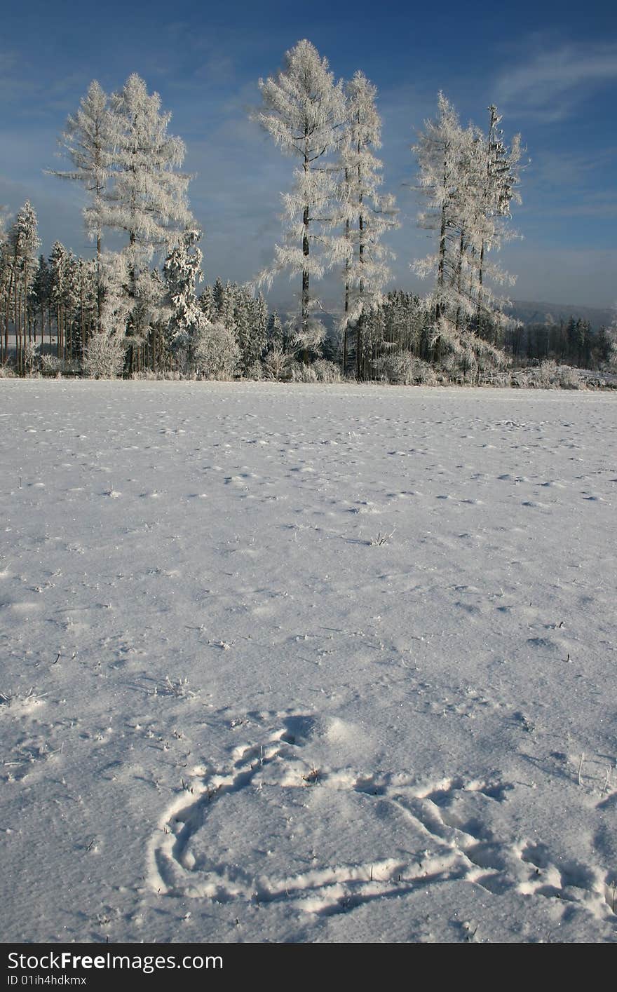 Animal pugs in the snow and frostbitten trees in landscape