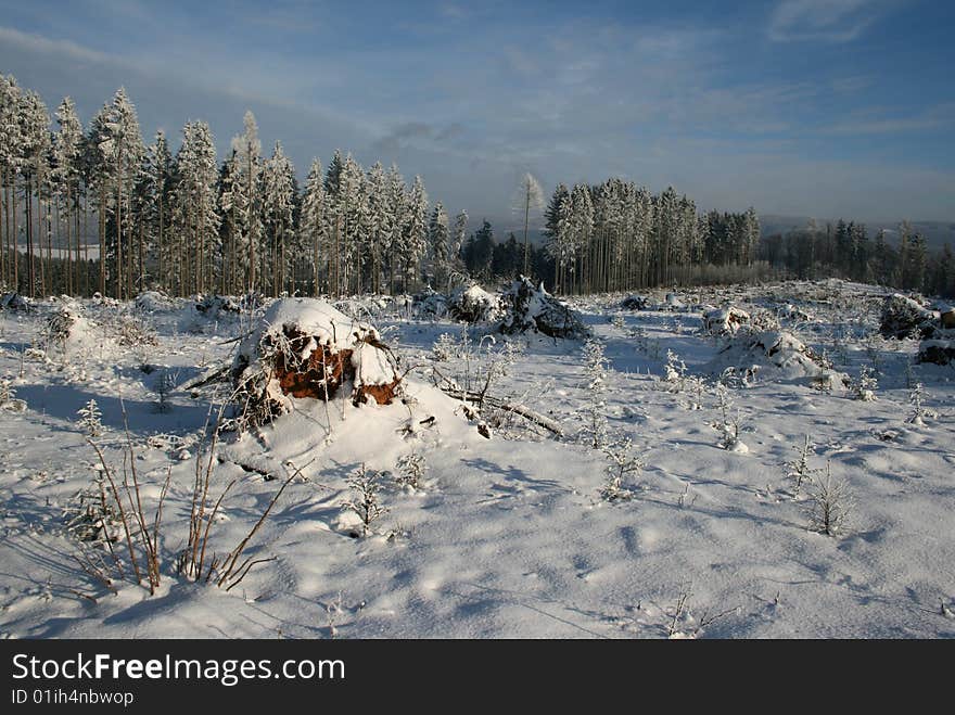 Landscape with cutover and trees in winter