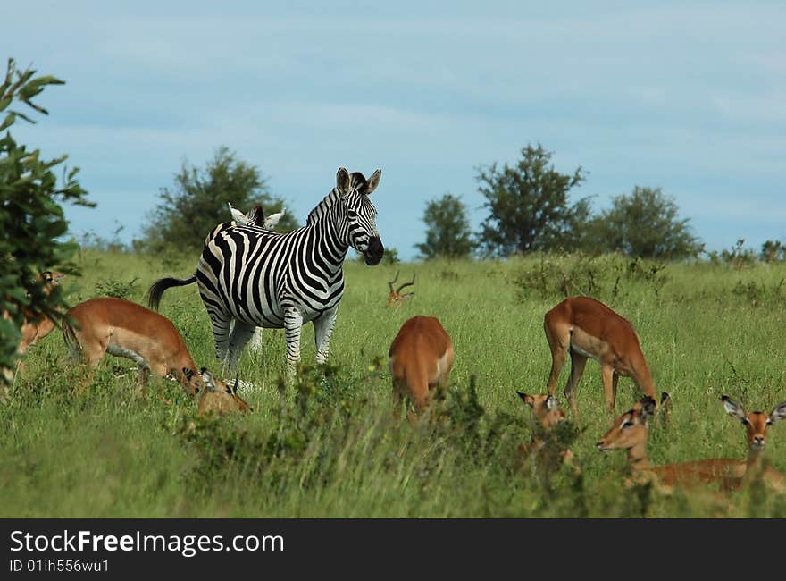 Zebra and Impala in the Kruger Park, South Africa.