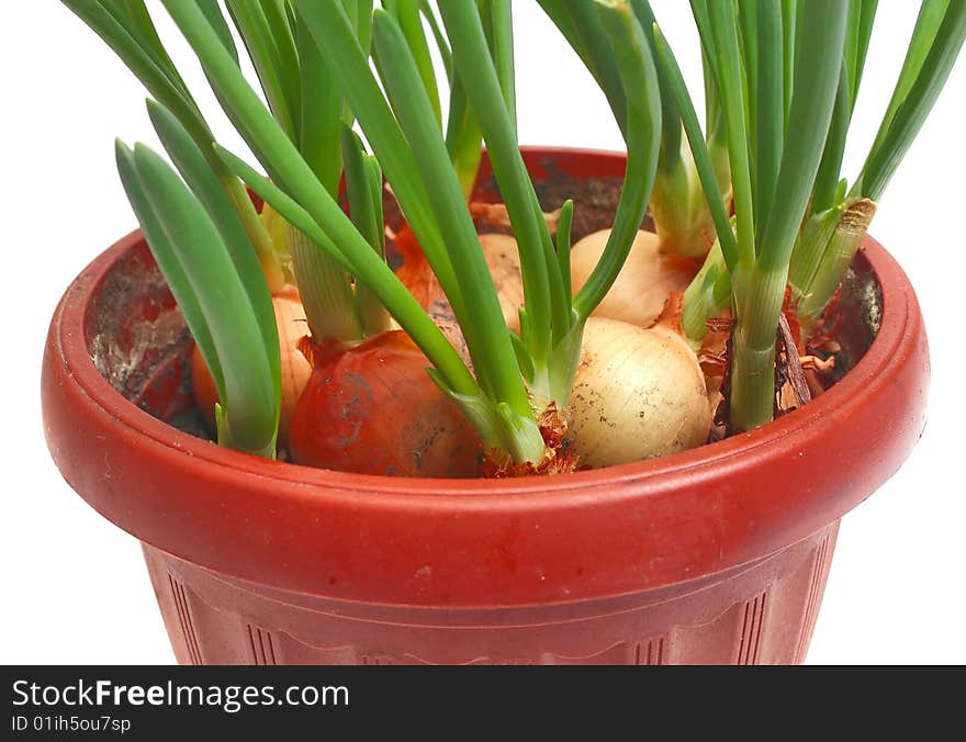 Green onion