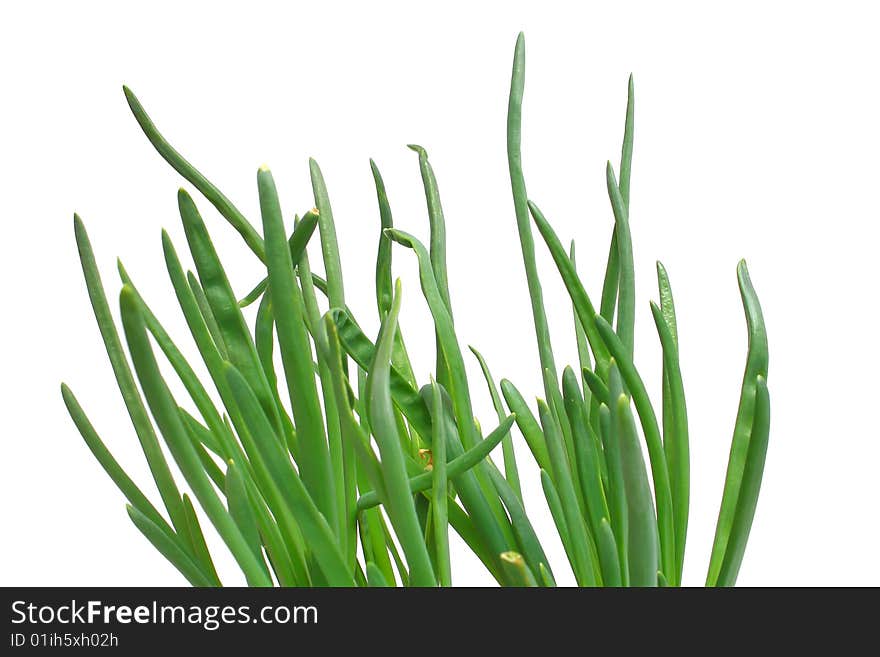 Green onion