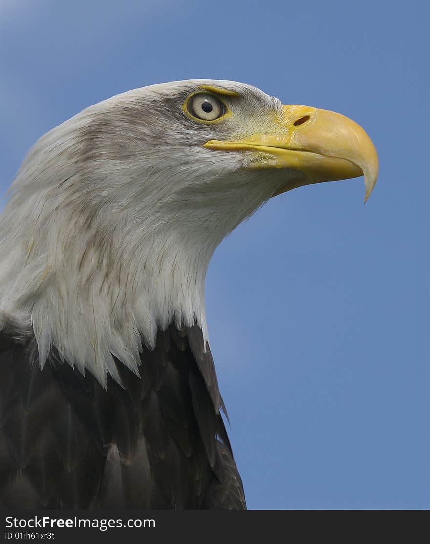 Bald Head Eagle