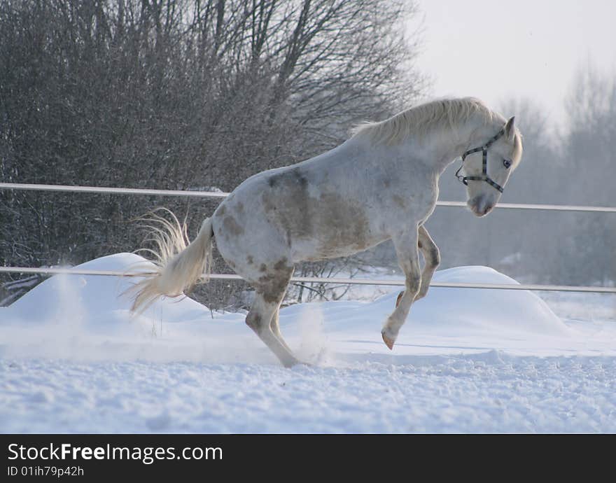 The Oryol trotter (grey horse) plays. The Oryol trotter (grey horse) plays.