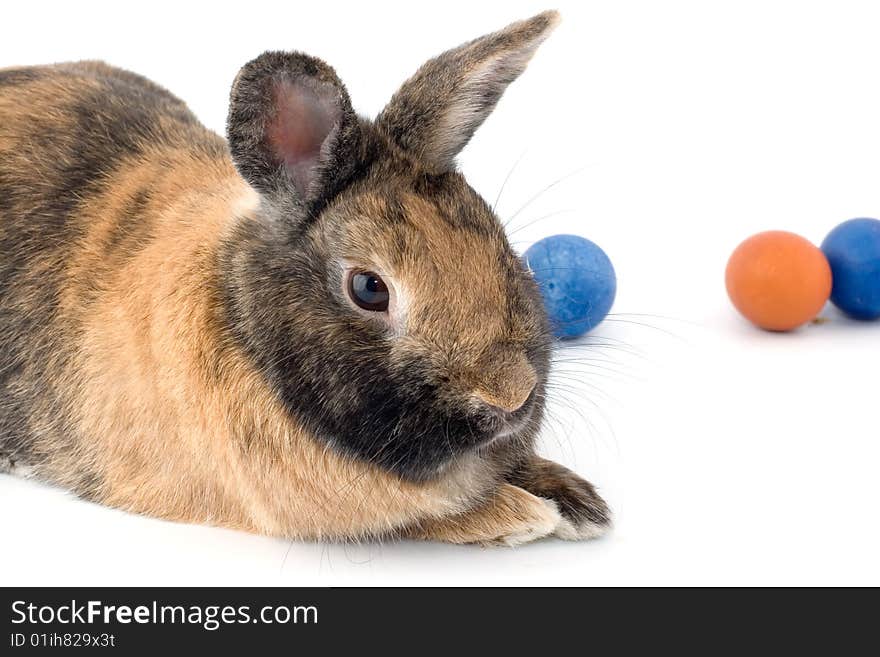 A rabbit with Easter eggs on the background