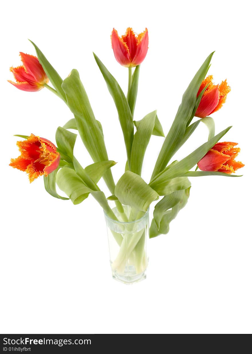 A bouquet of tulips isolated on white background