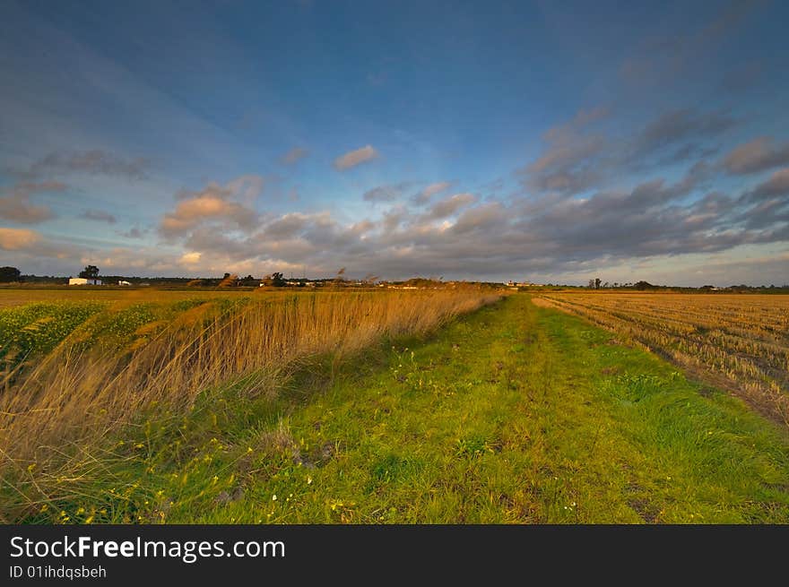 Windy day captured in a rural landscape