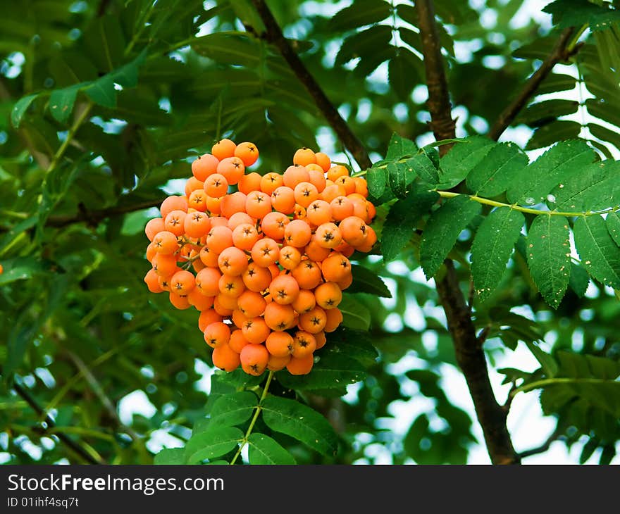 Mountain ash berries on a branch