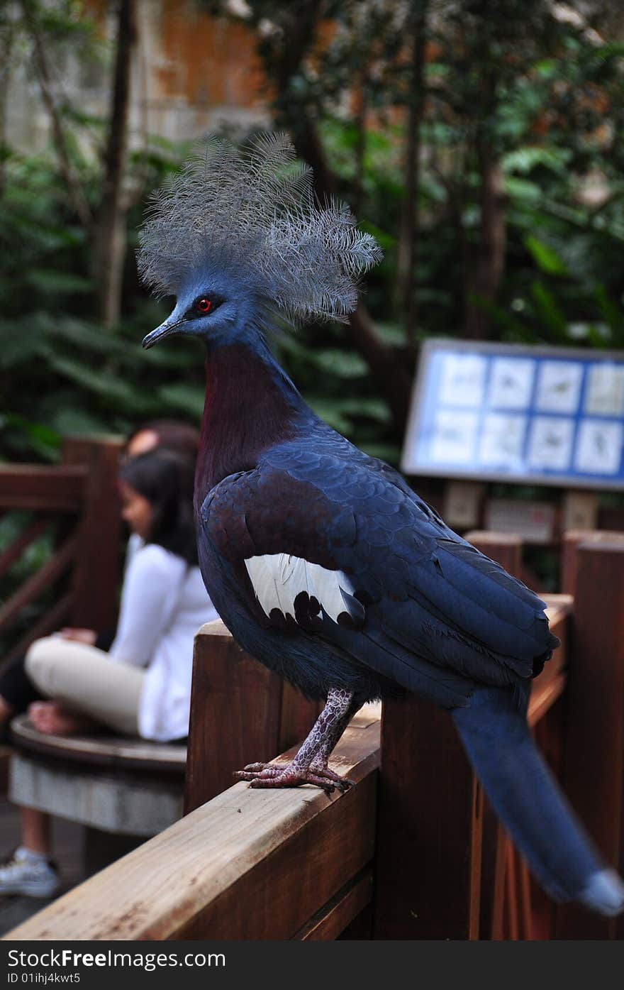 Crowned pigeon