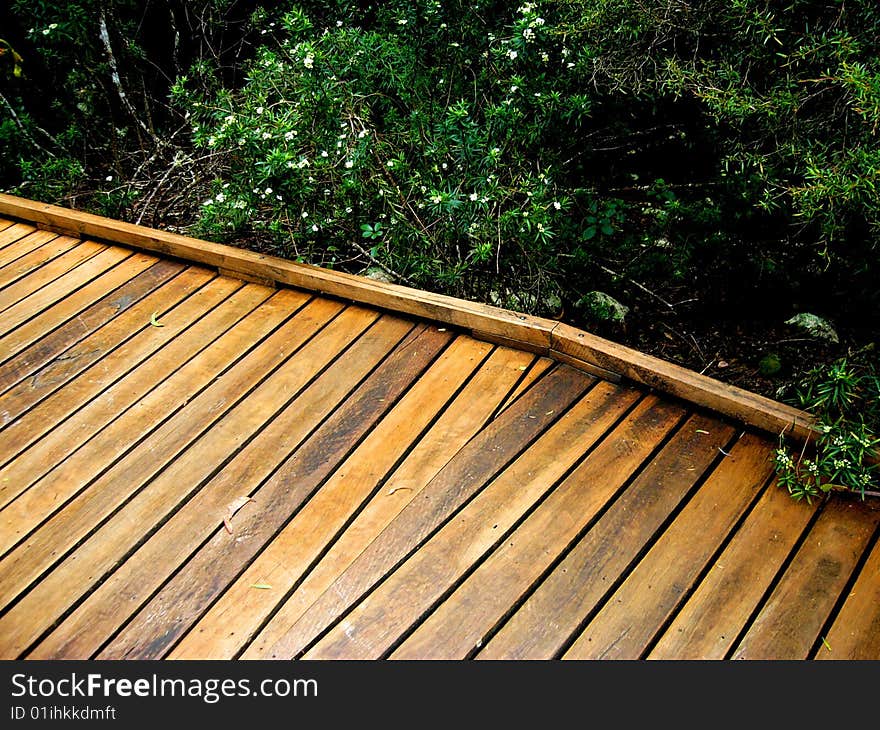 A boardwalk through the rainforest in the Gold Coast Hinterland (Queensland, Australia). A boardwalk through the rainforest in the Gold Coast Hinterland (Queensland, Australia).