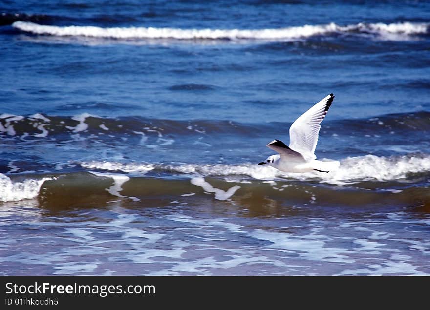 Seagull flying along the beach. Seagull flying along the beach