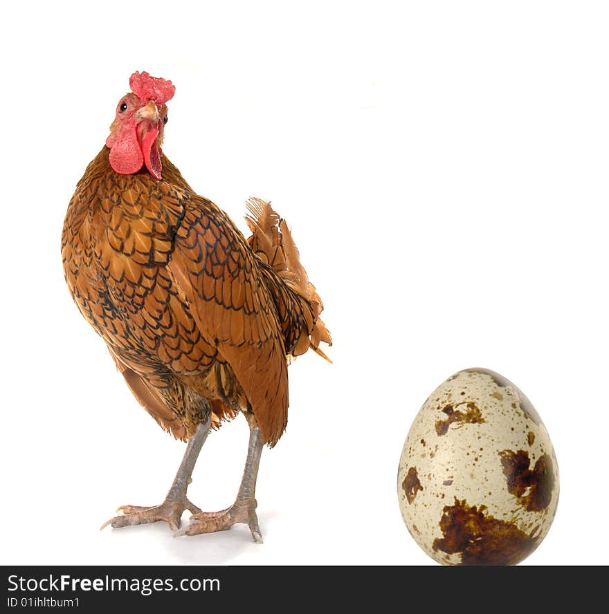 Cock on a white background