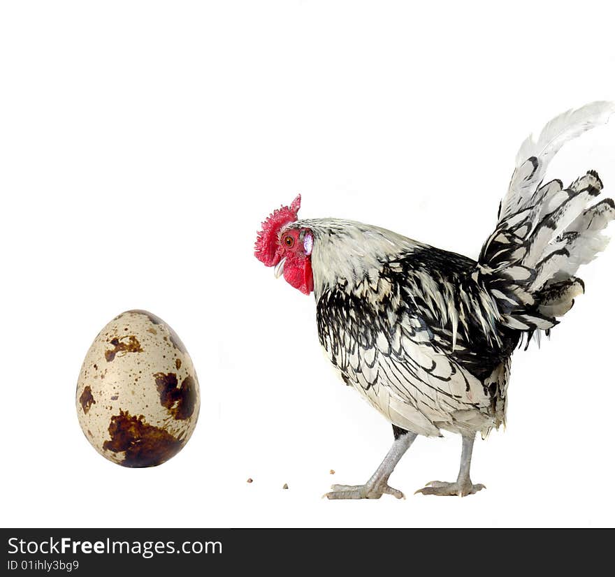 Cock on a white background