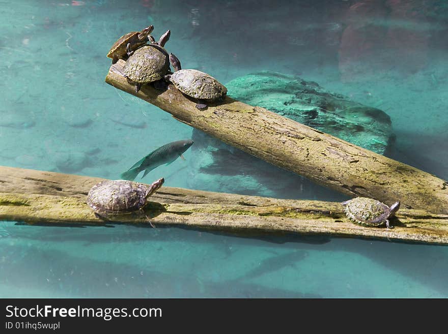 Five turtles and fish together at meeting. Five turtles and fish together at meeting