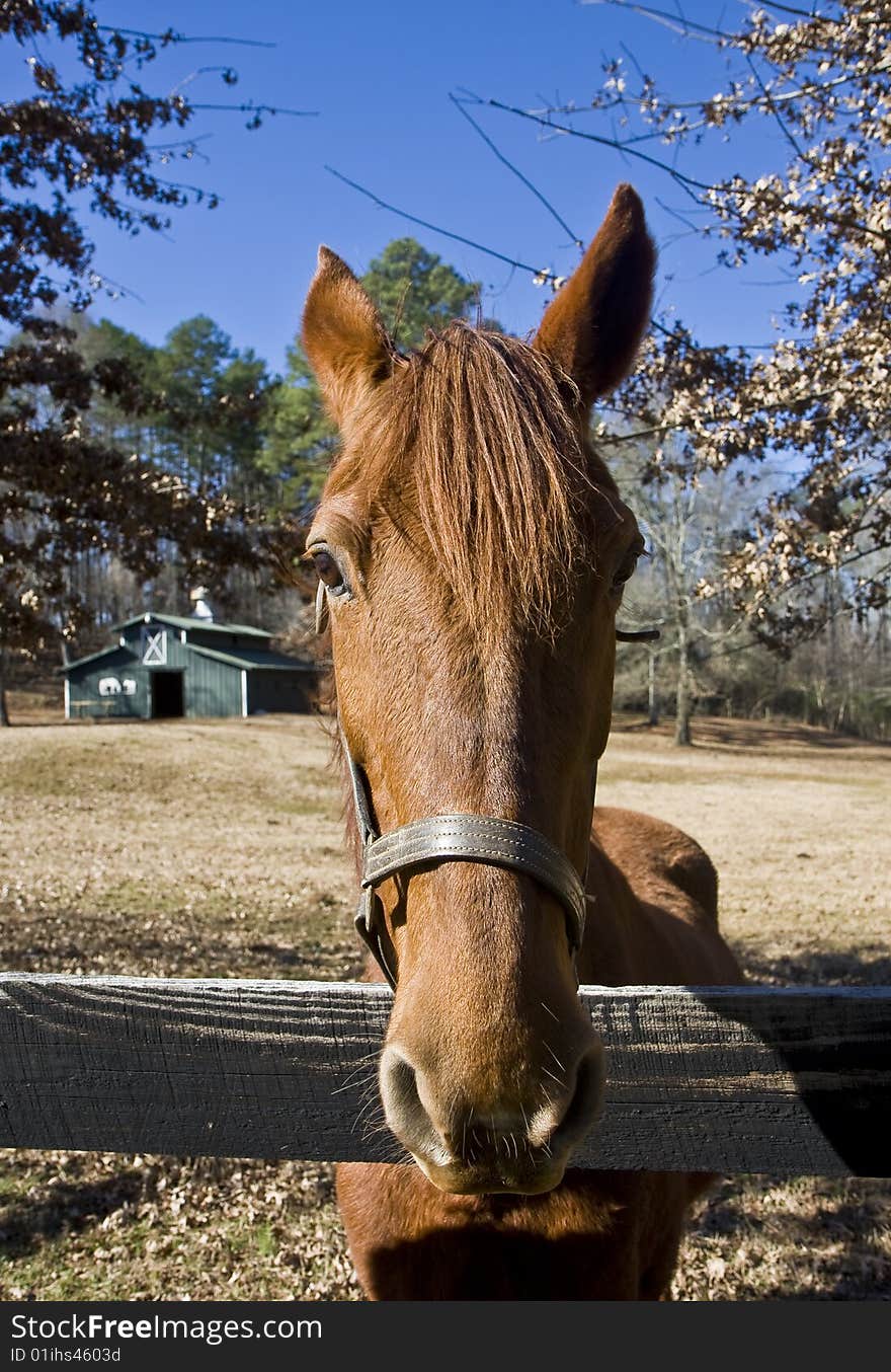 Closeup Of Horse