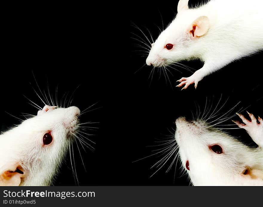 A close-up photo of three white rats meeting. A close-up photo of three white rats meeting